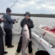 55 pound blue catfish Potomac Miss Susie Charters