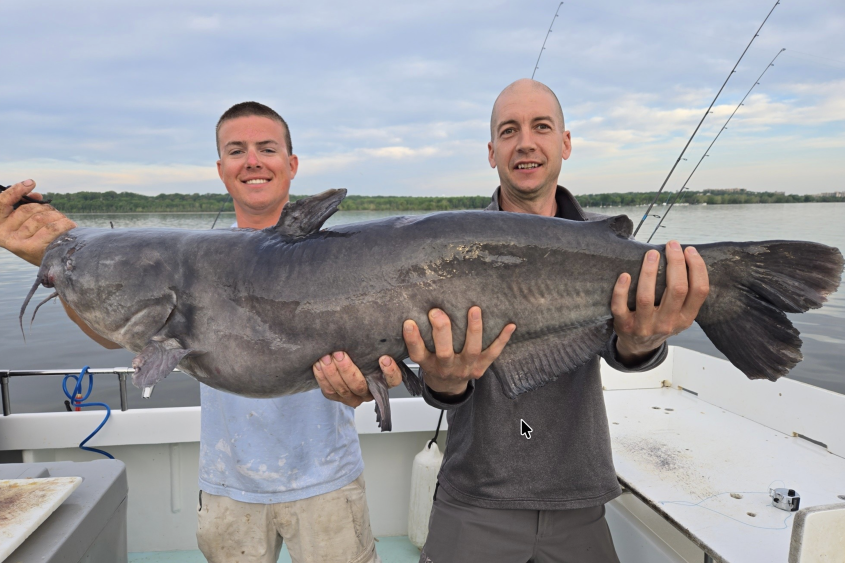Fishing has been fun this week with summer temps and plenty of giant blue catfish this week on Miss Susie's Blue Catfish Charters on the Potomac River! 