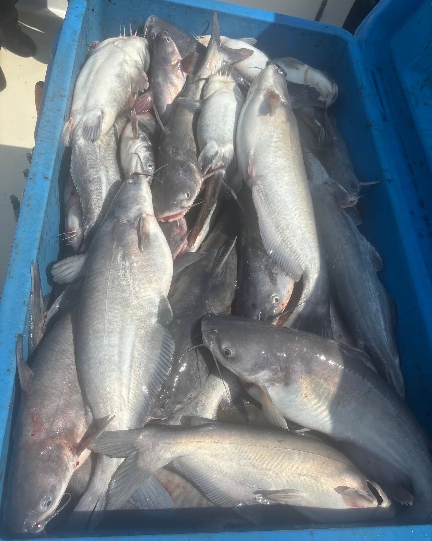 Crazy Good Blue Catfish Fishing! 3 Crazy Good Blue Catfish Fishing! | Chesapeake Bay Fishing Charters