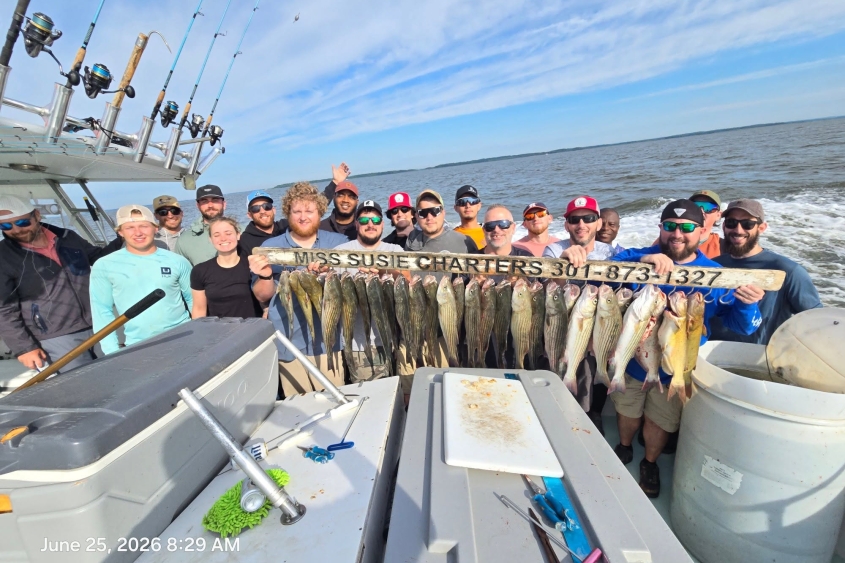 Chesapeake Bay Rockfish Report -Light Tackle Bite Is On Fire