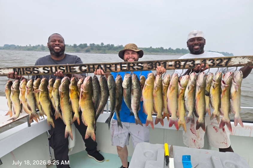 live bait limit on Rockfish, also known as Striped Bass - Chesapeake Bay Charter Fishing Report: The Last Week for Summer Rockfish