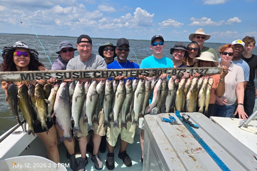 The Rockfish, also known as Striped Bass, have been hammering light tackle setups, and the fight on lighter gear makes every fish feel like a trophy.