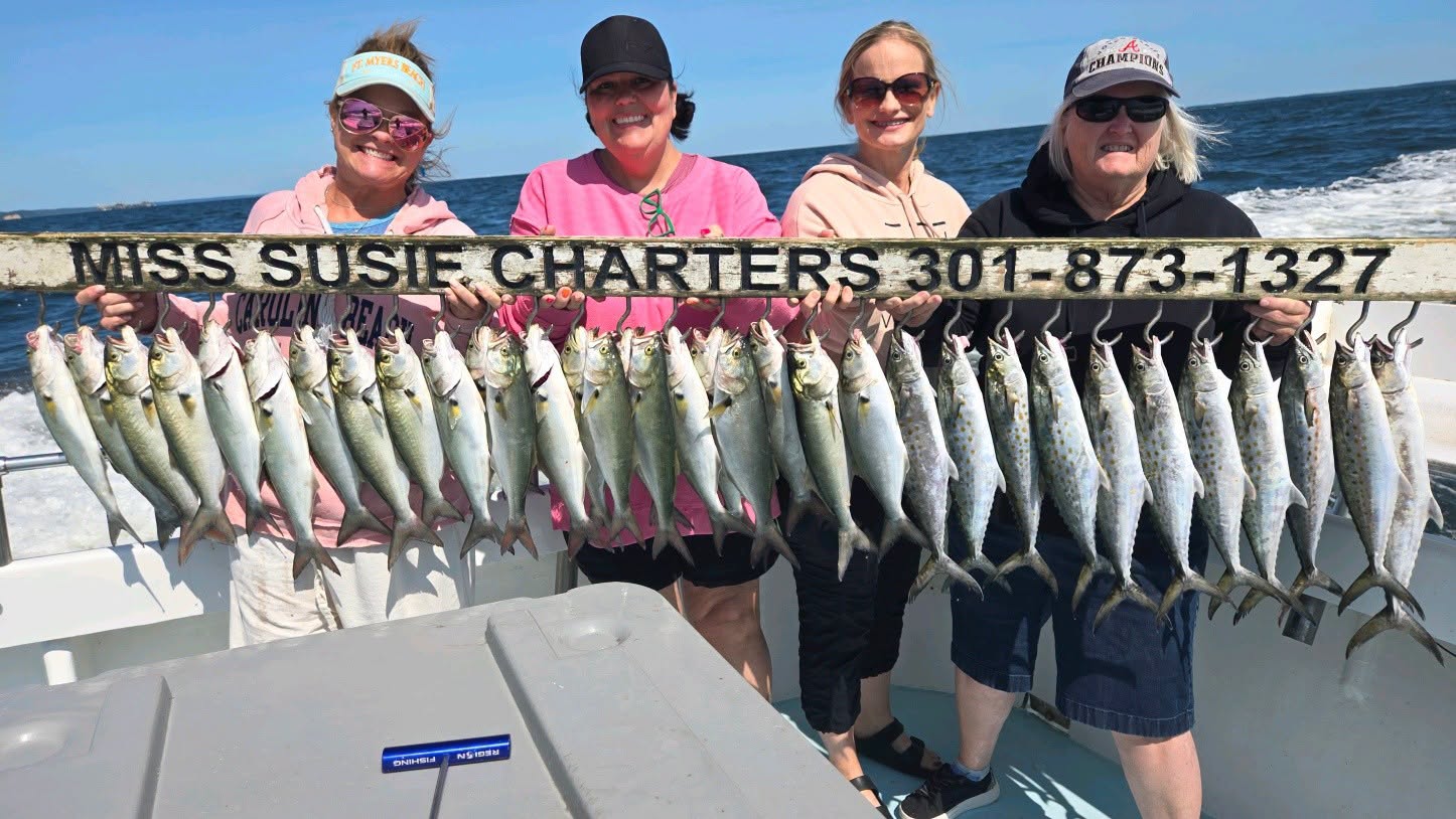 Solomons Island Charter Fishing Report: Spanish Mackerel Are Back! 4 panish Mackerel Charter Fishing Trips & Bluefish on the Chesapeake Bay