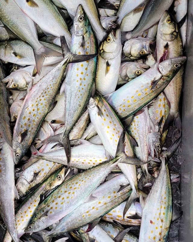 Solomons Island Charter Fishing Report: Spanish Mackerel Are Back! 3 Spanish Mackerel catch from our Charter Fishing Trips on the Chesapeake Bay
