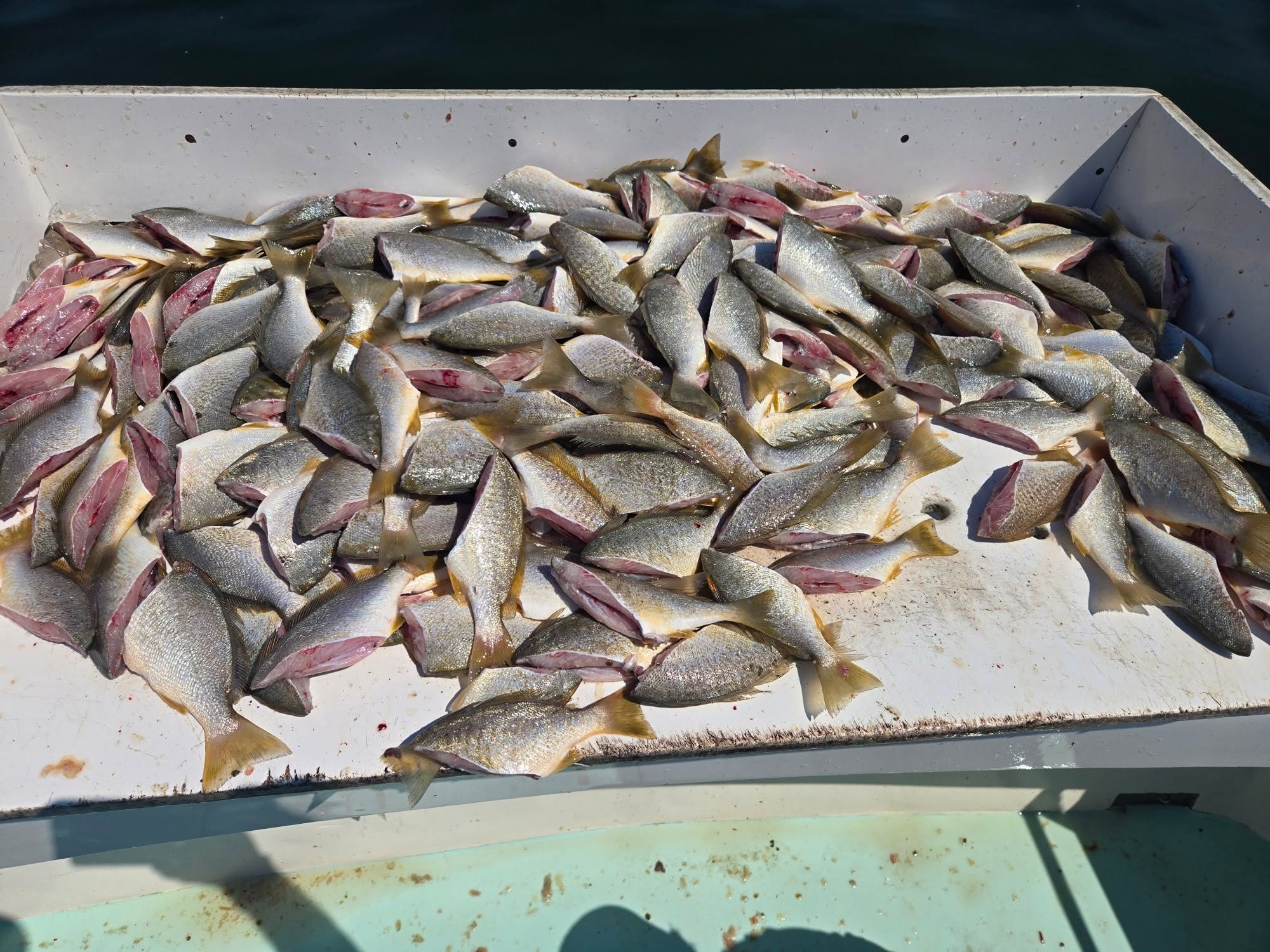 Fish Fry! 237 Mostly Nice Norfolk Spot and a handful of 9-11" Atlantic Croakers.