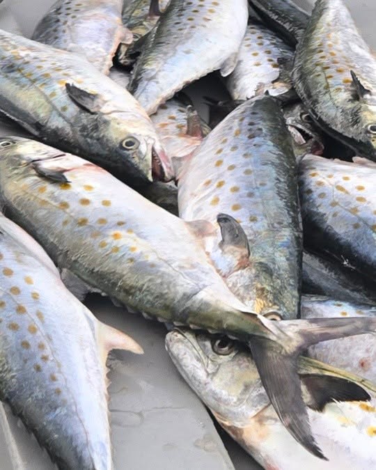 Chesapeake Bay Spanish Mackerel Fishing Charters - 