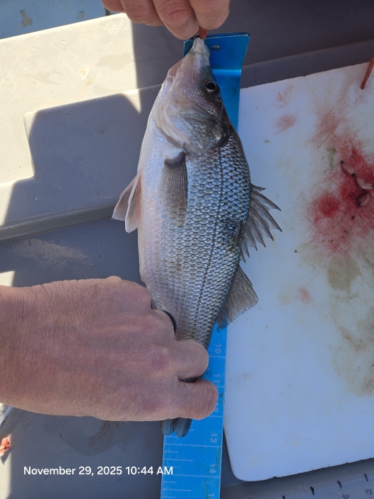 Light-tackle live lining for Rockfish aka Striped Bass, then nonstop White Perch with no size or creel limits. Book your Chesapeake Bay combo charter today