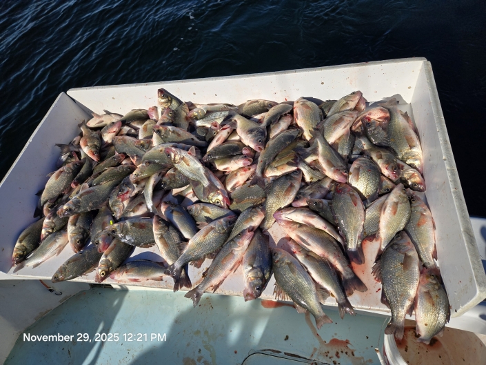 Light-tackle live lining for Rockfish aka Striped Bass, then nonstop White Perch with no size or creel limits. Book your Chesapeake Bay combo charter today