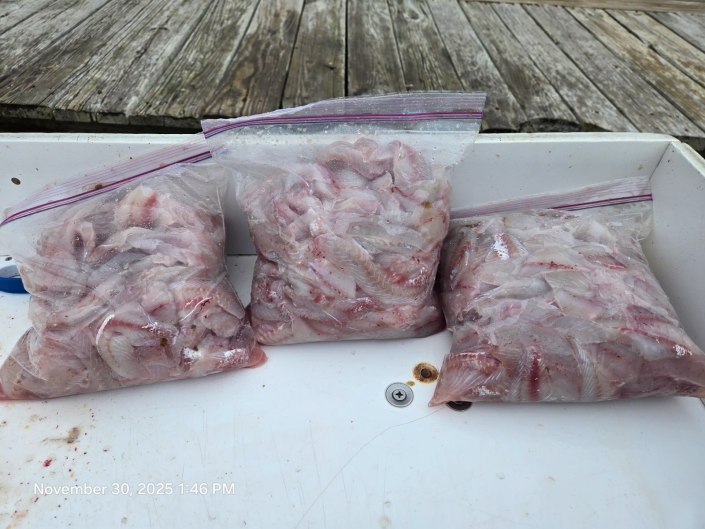 Light-tackle live lining for Rockfish aka Striped Bass, then nonstop White Perch with no size or creel limits. Book your Chesapeake Bay combo charter today