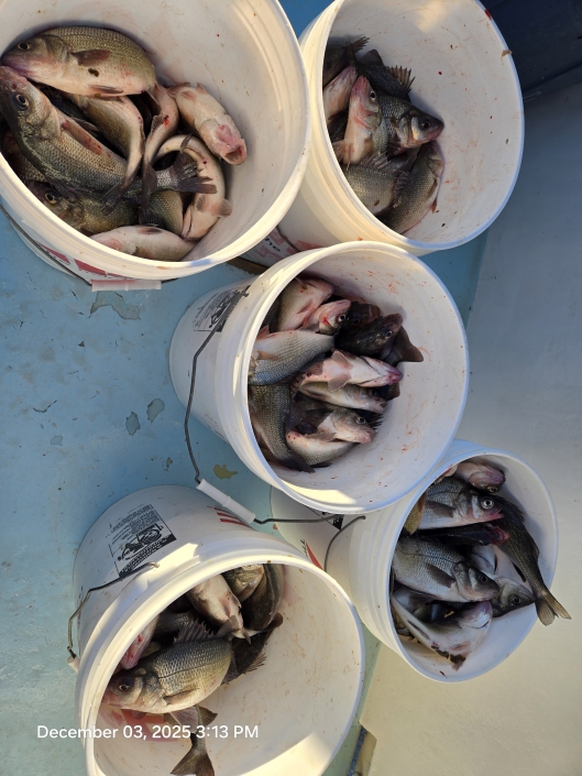 Light-tackle live lining for Rockfish aka Striped Bass, then nonstop White Perch with no size or creel limits. Book your Chesapeake Bay combo charter today