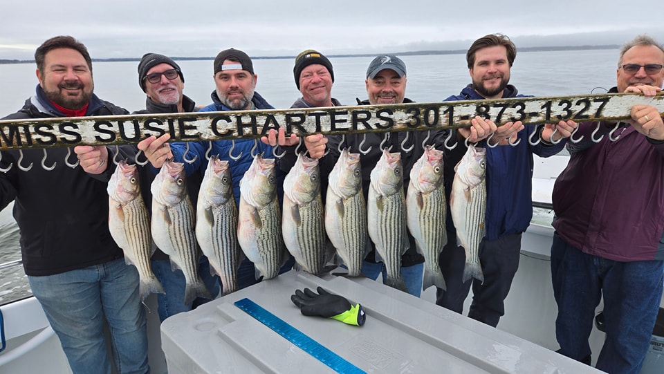 Chesapeake Bay Rockfish & White Perch Combo Charters Start Oct 15 | Chesapeake Bay Fishing Charters
