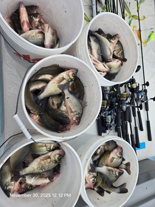 Light-tackle live lining for Rockfish aka Striped Bass, then nonstop White Perch with no size or creel limits. Book your Chesapeake Bay combo charter today