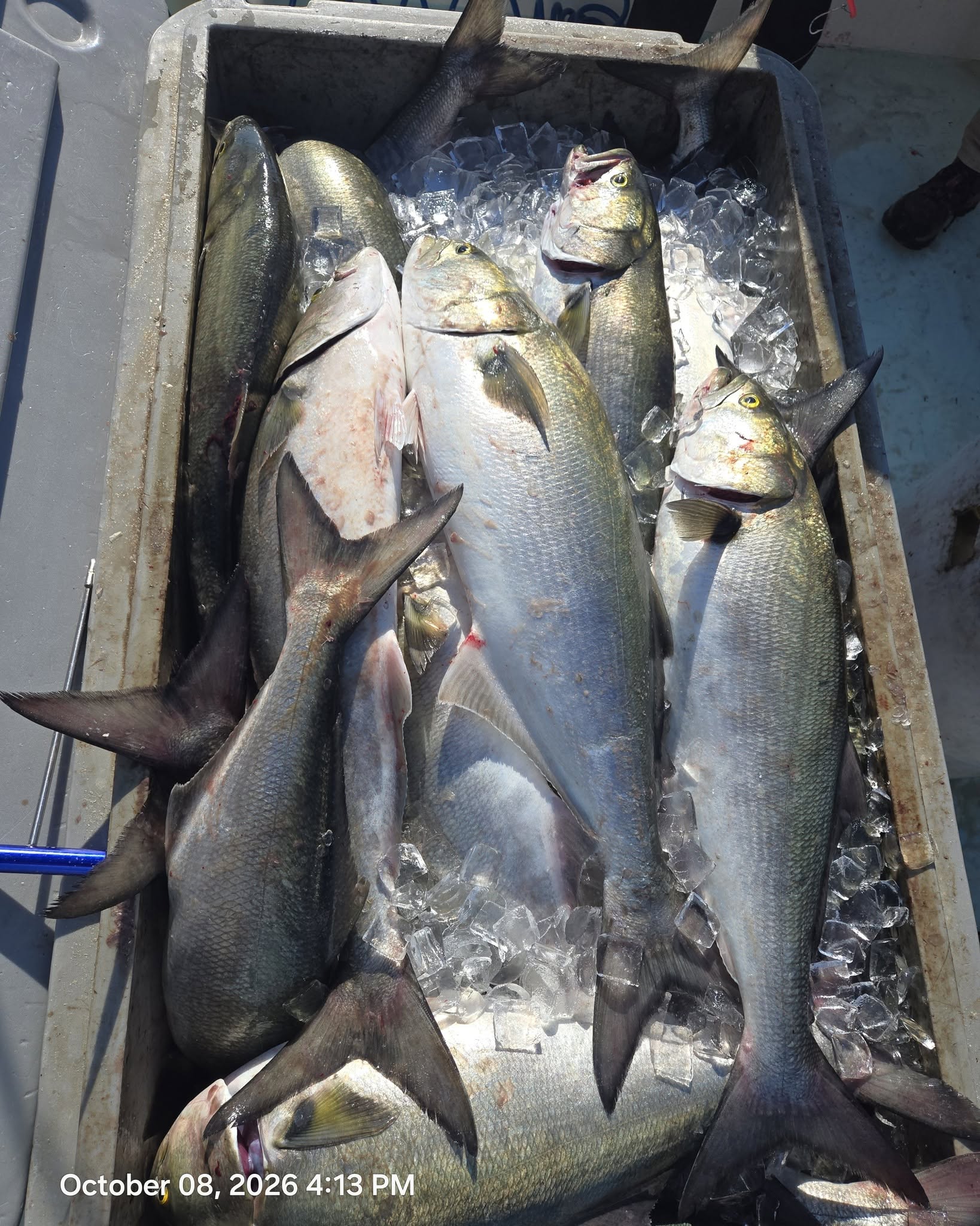 Chesapeake Bay Charter Fishing for Blue Fish