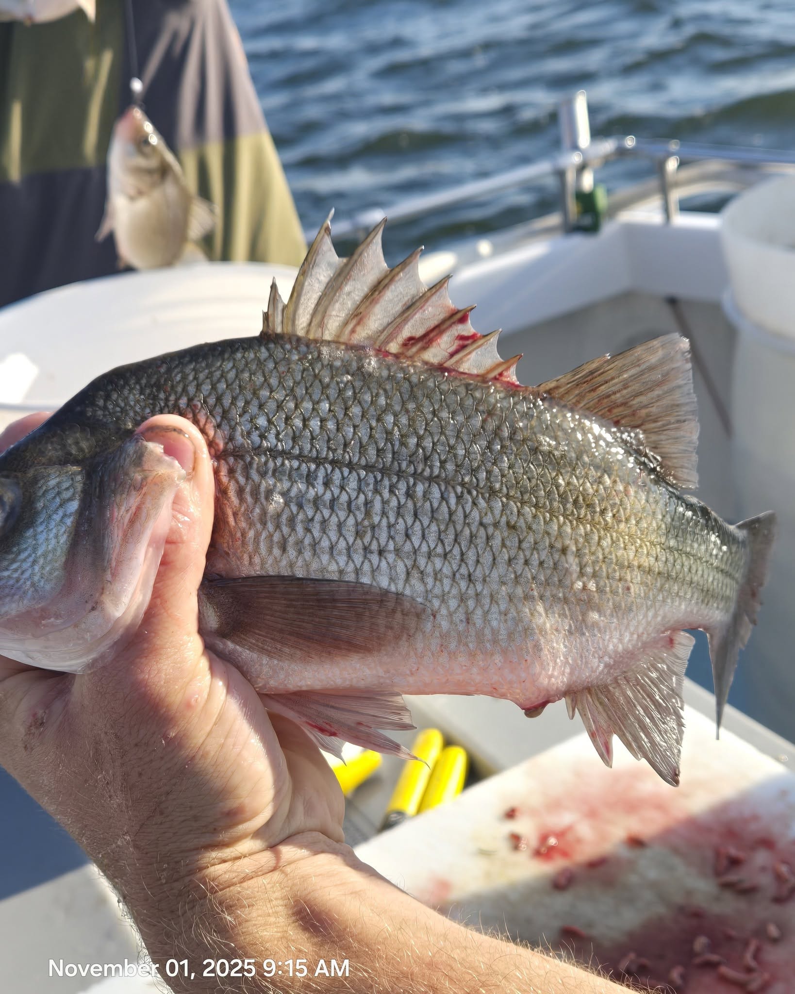 Chesapeake Bay Charter Fishing for White Perch