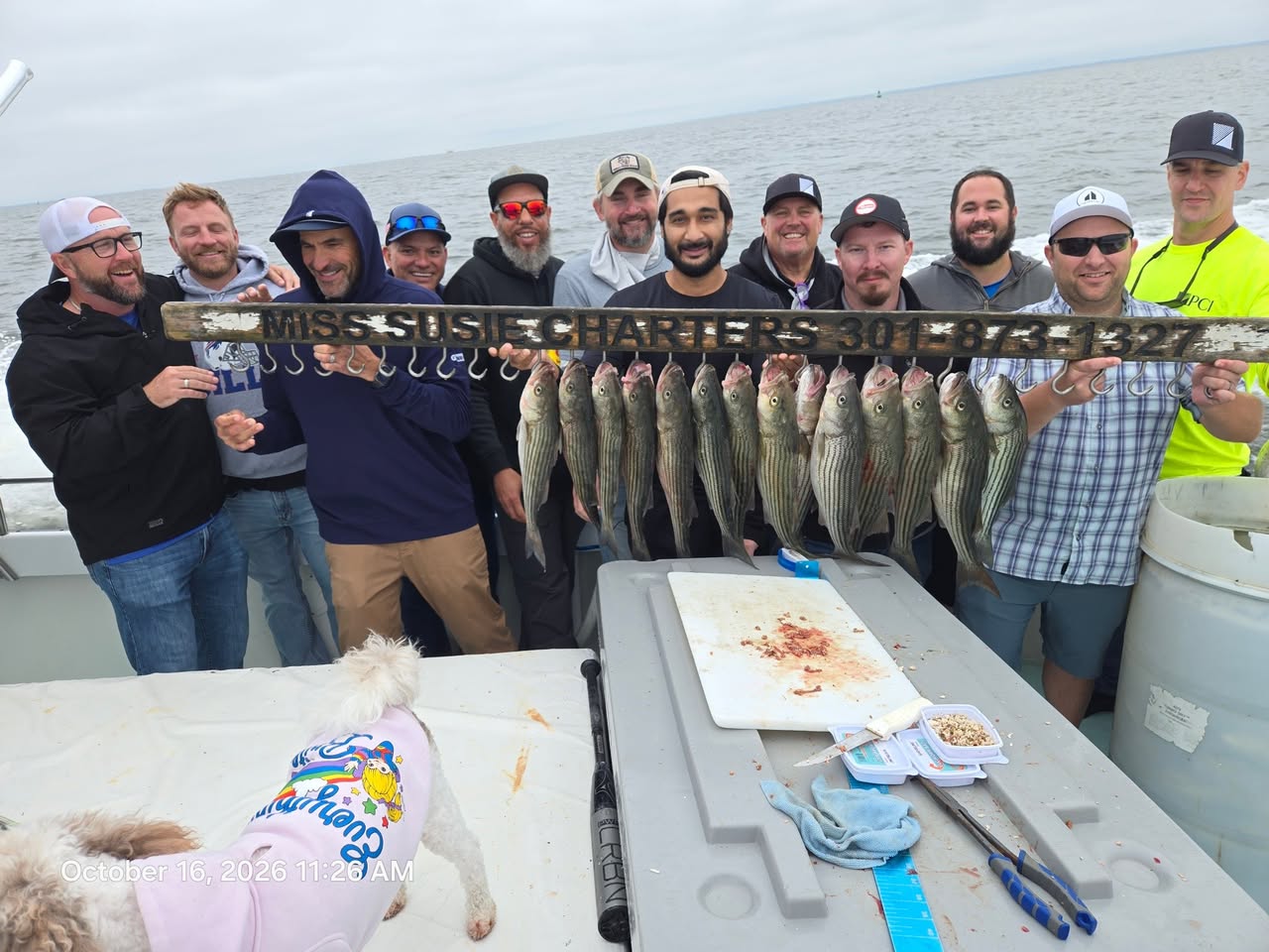Fall Rockfish Season Is in Full Swing: Chesapeake Bay Fishing Report, Oct 16–23 2 Light Tackle Chesapeake Bay Charter Fishing for Rockfish aka Striped Bass
