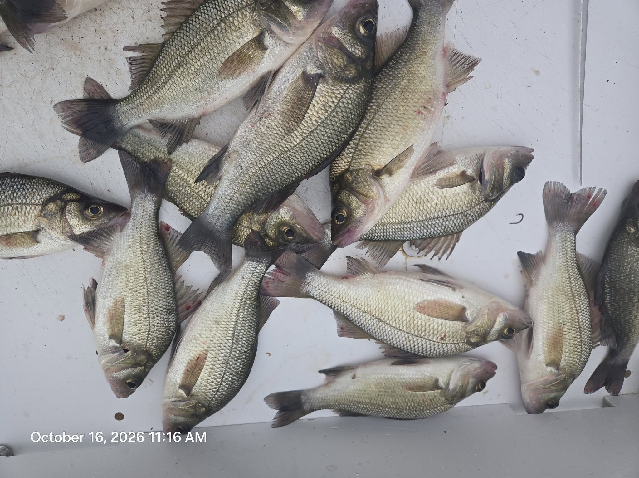 Fall Rockfish Season Is in Full Swing: Chesapeake Bay Fishing Report, Oct 16–23 3 Chesapeake Bay Charter Fishing for White Perch