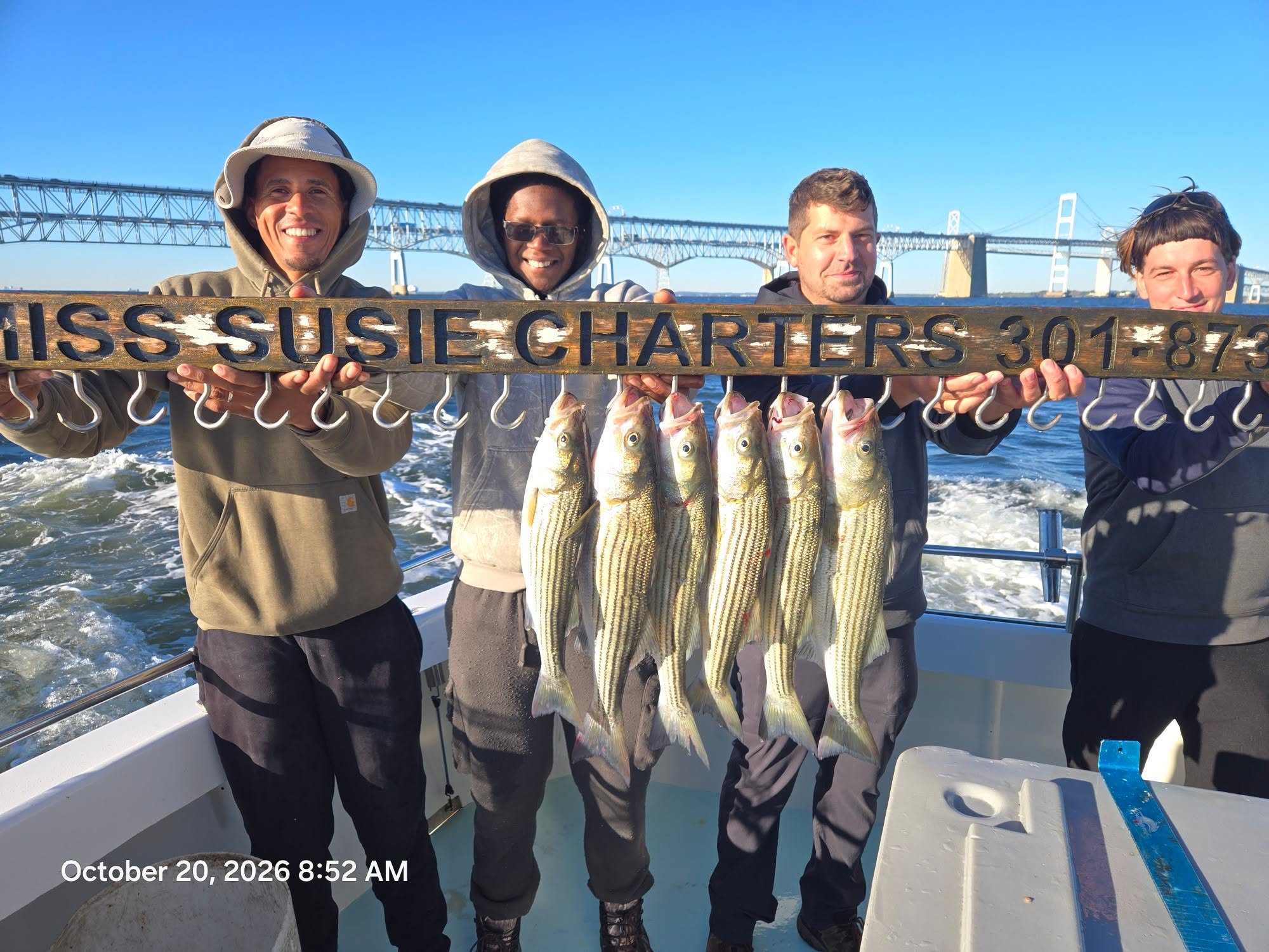 Fall Rockfish Season Is in Full Swing: Chesapeake Bay Fishing Report, Oct 16–23 5 Chesapeake Bay Charter Fishing for Rockfish aka Striped Bass