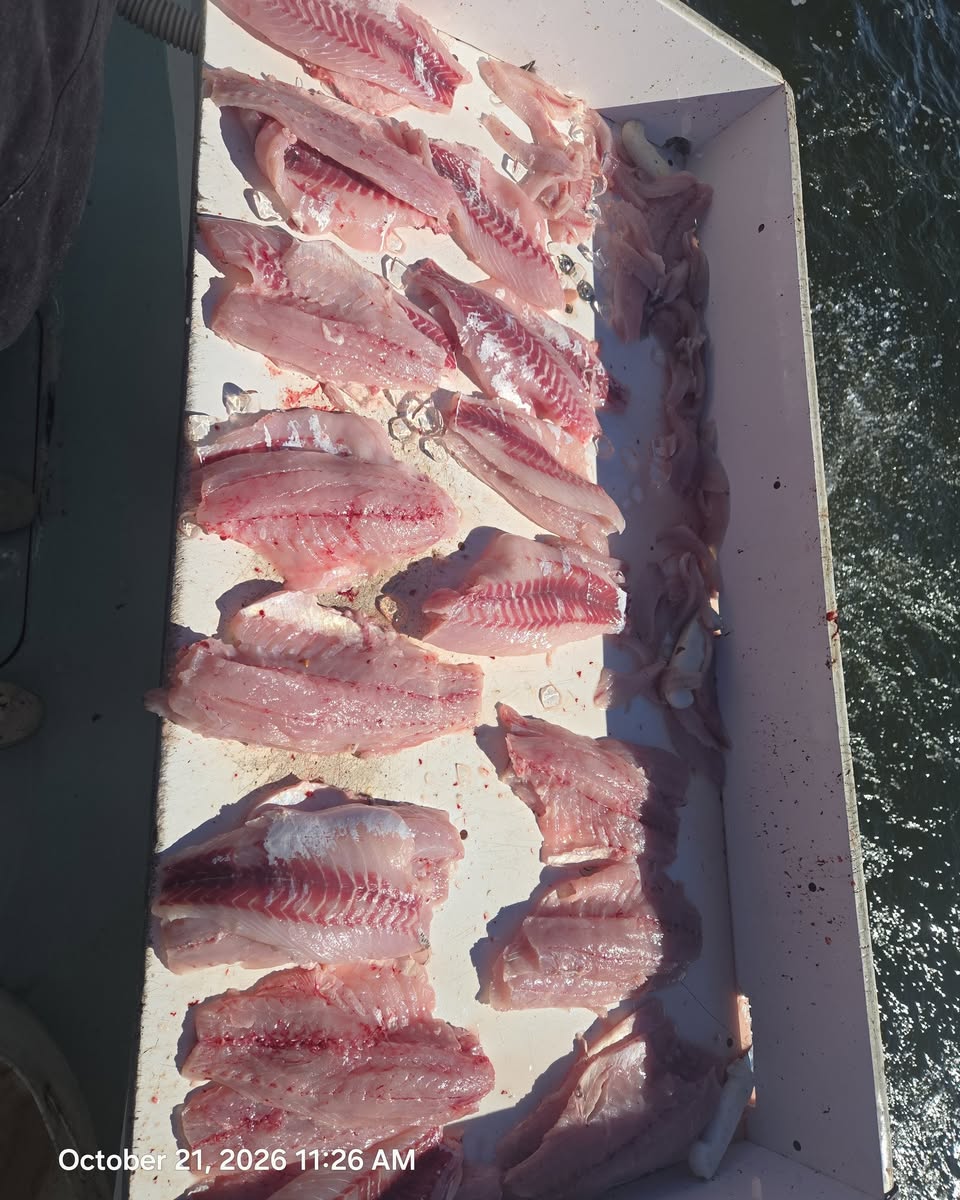 Fall Rockfish Season Is in Full Swing: Chesapeake Bay Fishing Report, Oct 16–23 6 delicious whit perch filets