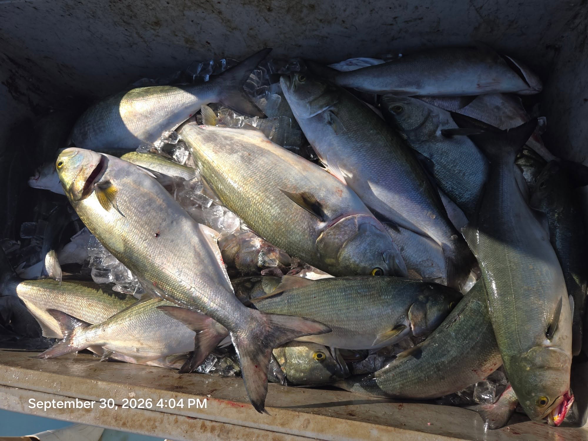 Chesapeake Bay Red Drum Fishing Charters * Chesapeake Bay Blue Fish Fishing Charters