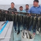 Chesapeake Bay Charter Fishing for Blue Fish