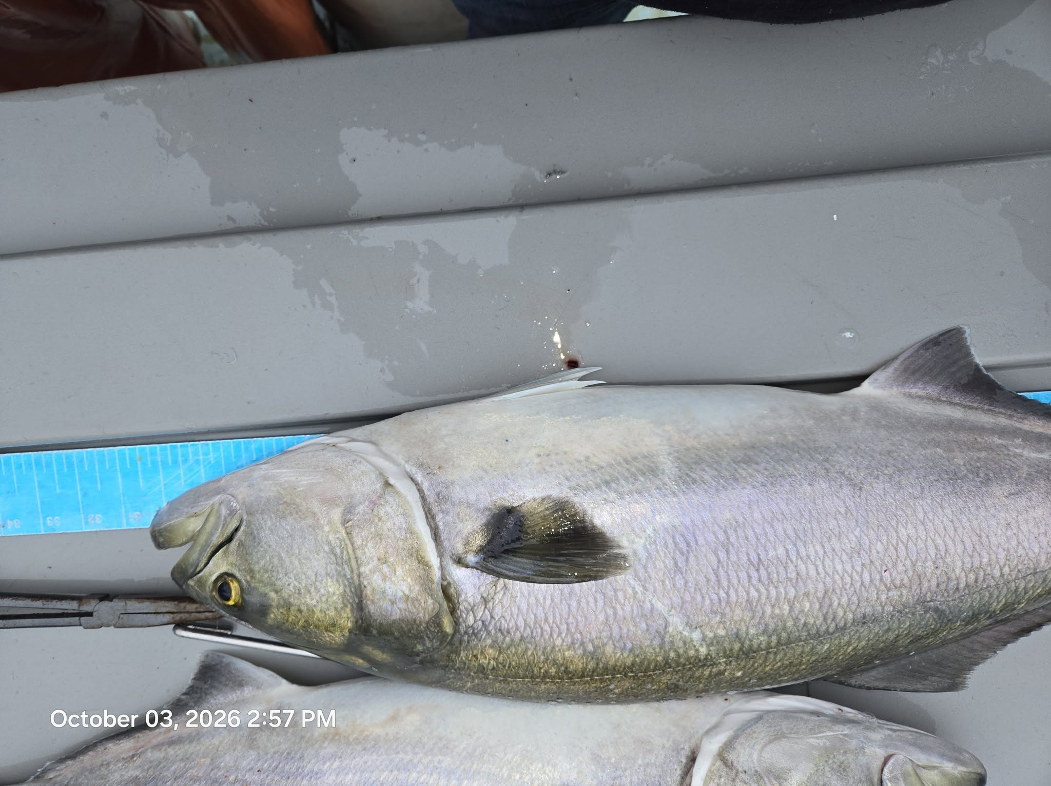 Chesapeake Bay Charter Fishing for Blue Fish